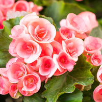 Begonienblumensamen Begonia spp Flower Seeds for Planting in Garden and Container