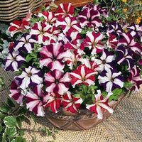 Pelletta Petunia Semi Candypops Picotee Mix Pops Candy Flower
