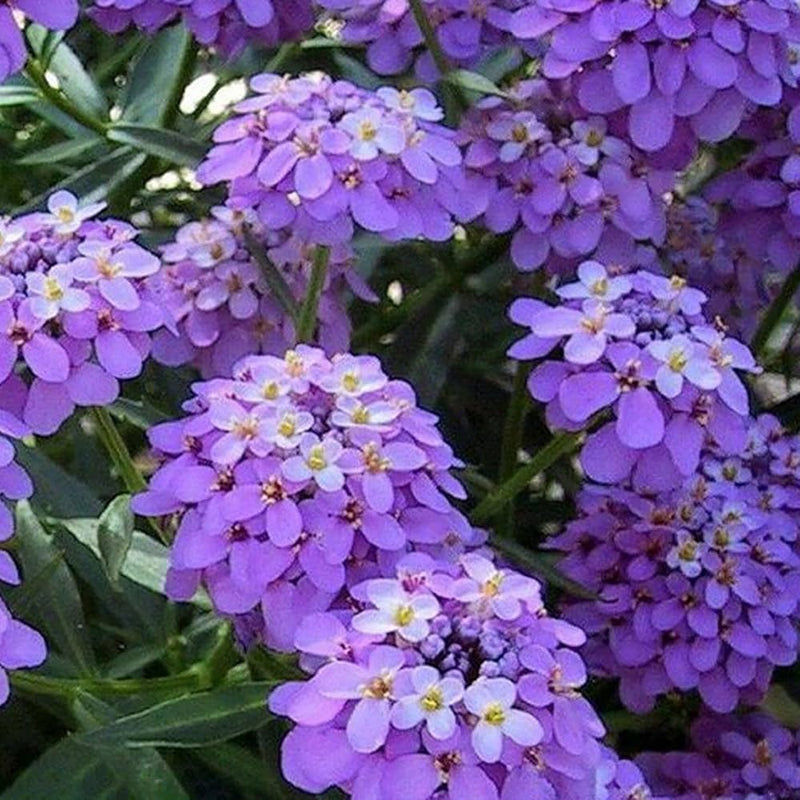 Violet Iberis Amara Flower Seeds for Easy Planting
