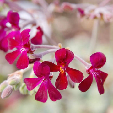 Pelargonium Sidoides Flower Planting Seeds  Ideal for Stunning Gardens