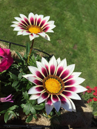Purple Gazania Flower seeds for Planting - Shade Tolerant, Heirloom & GMO Free Seeds for Home Garden