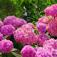 Hydrangea Macrophylla Mixed Flower Seeds