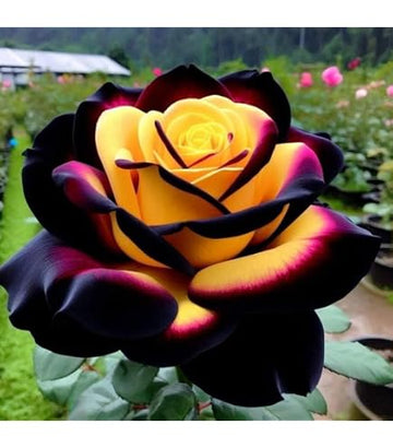 Assorted mixed bloom rose flowers growing in a colorful garden.
