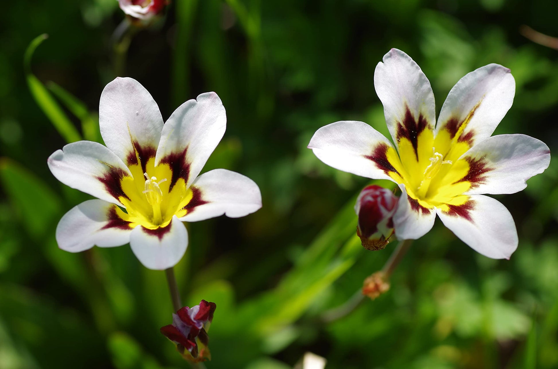 White Yellow Sparaxis Flower Seeds for Planting – Vibrant Colors Heirloom & NonGMO Seeds for Home Garden
 
 Sale