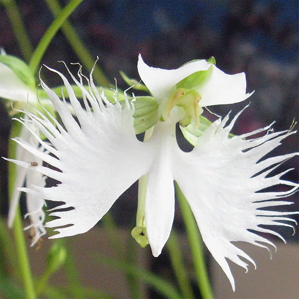 Radiata Flower seeds for Planting - Colorful Display, Heirloom & GMO Free Seeds for Home Garden