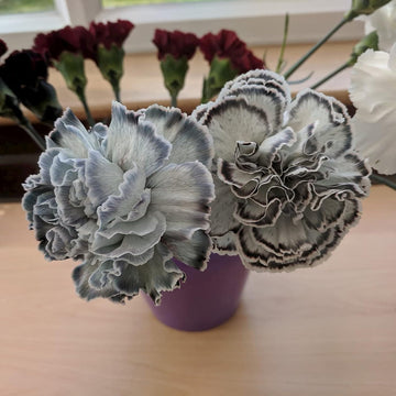 Gray Carnations Flower seeds for Planting Bright Blooms Heirloom & GMO Free Seeds for Home Garden 
 
 Sale seeds for home garden planting