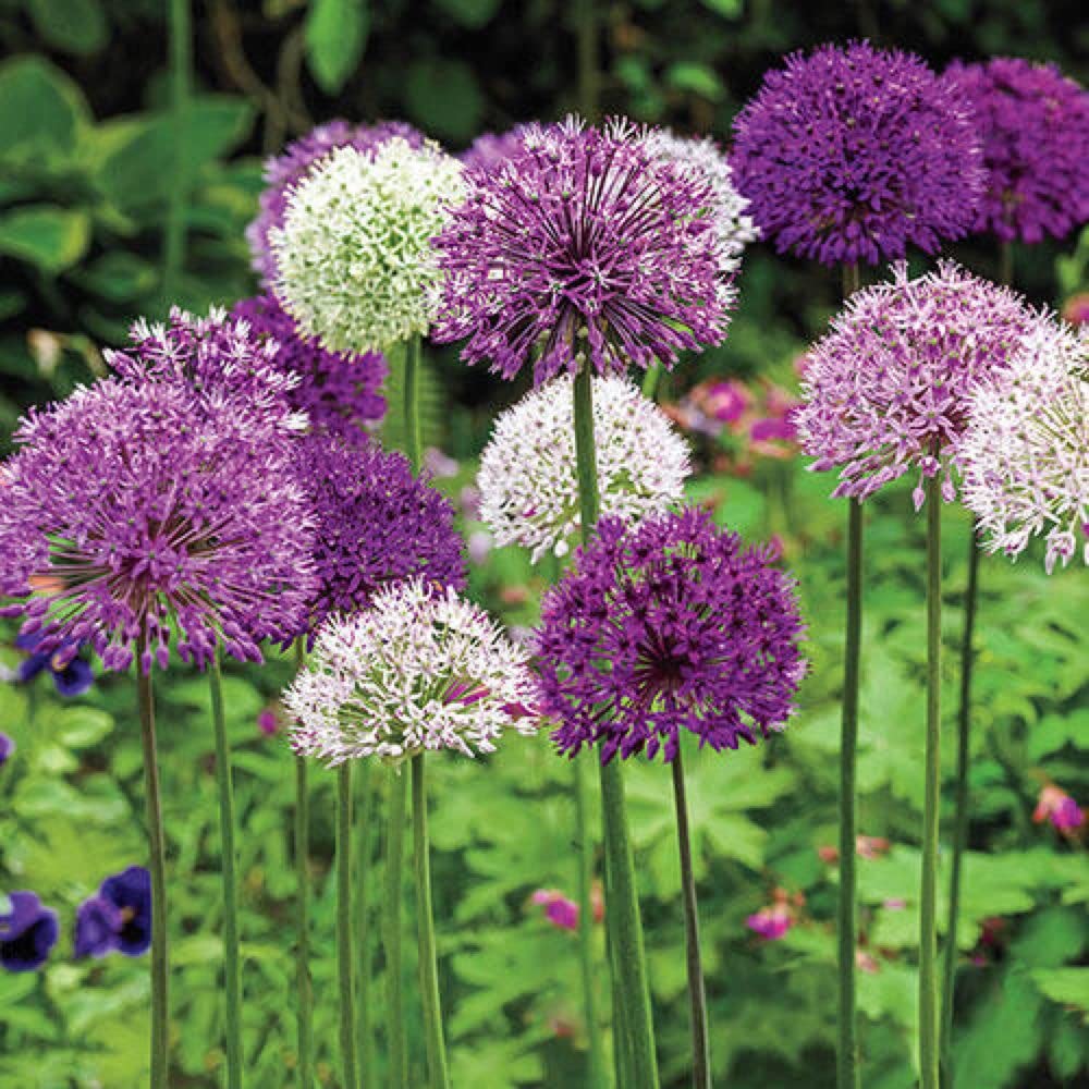 Allium bulbs planted along a decorative garden border

