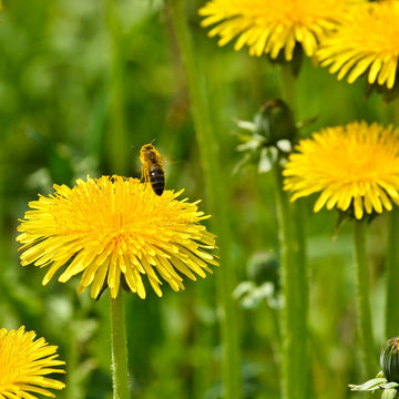 Dandelion Taraxacum officinale for planting in vegetable patch