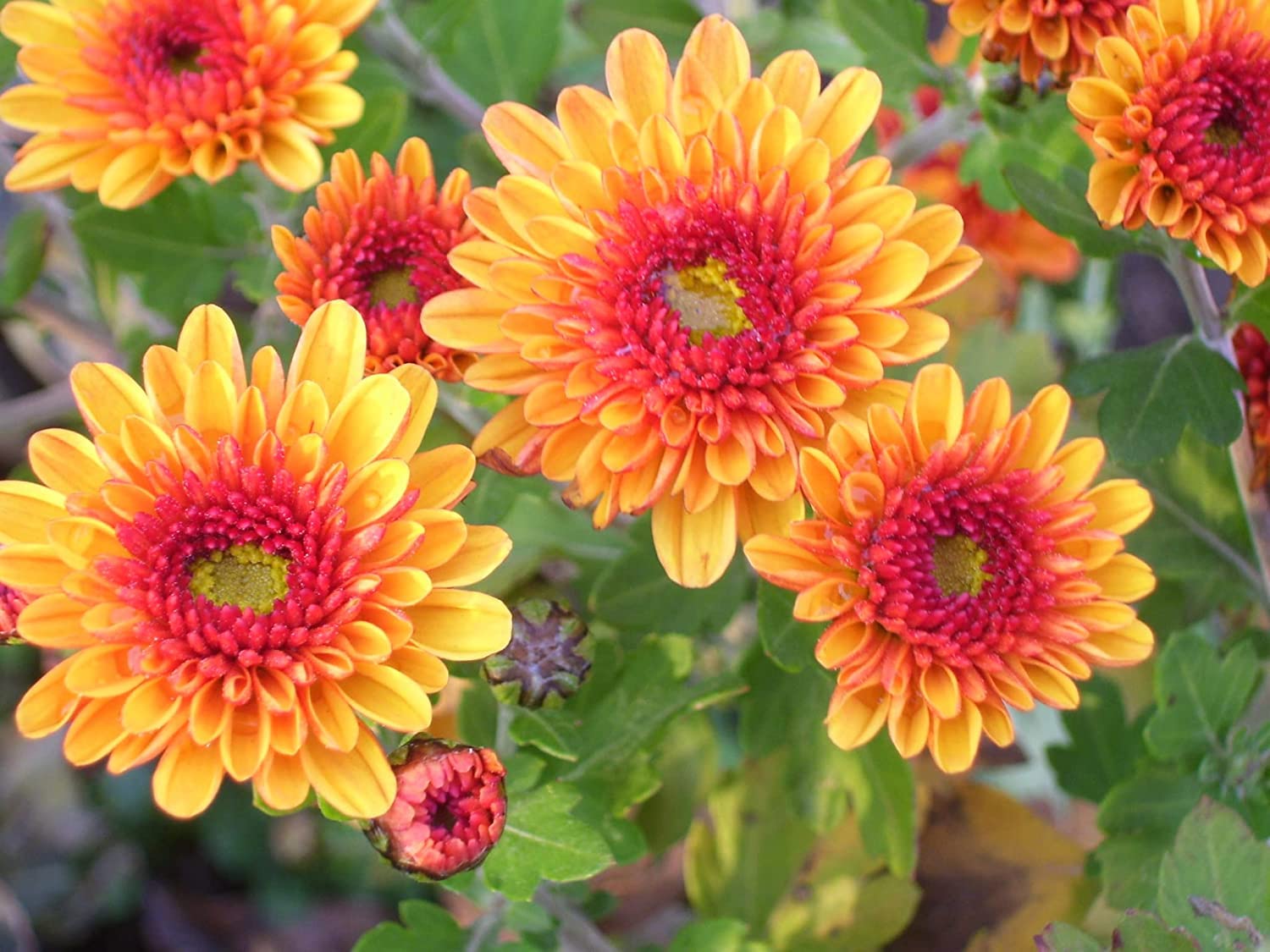 Chrysanthemum Flower seeds for Planting - Bright Blooms, Heirloom & GMO Free Seeds for Home Garden