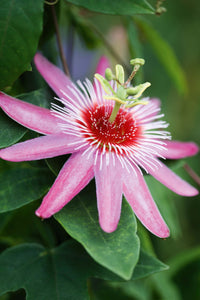 Pink Passion Seeds (TST127) – Exotic Flowering Plant for Colorful Gardens