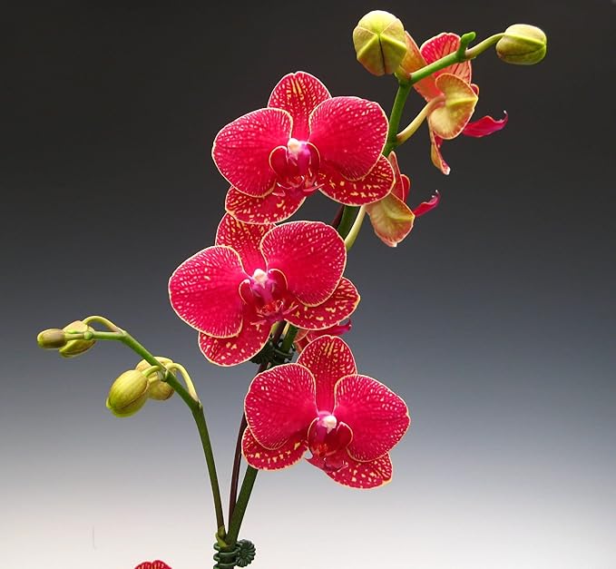 Phalaenopsis Orchid Flower seeds for Planting - Shade Tolerant, Heirloom & GMO Free Seeds for Home Garden
 
 Sale for planting in home garden