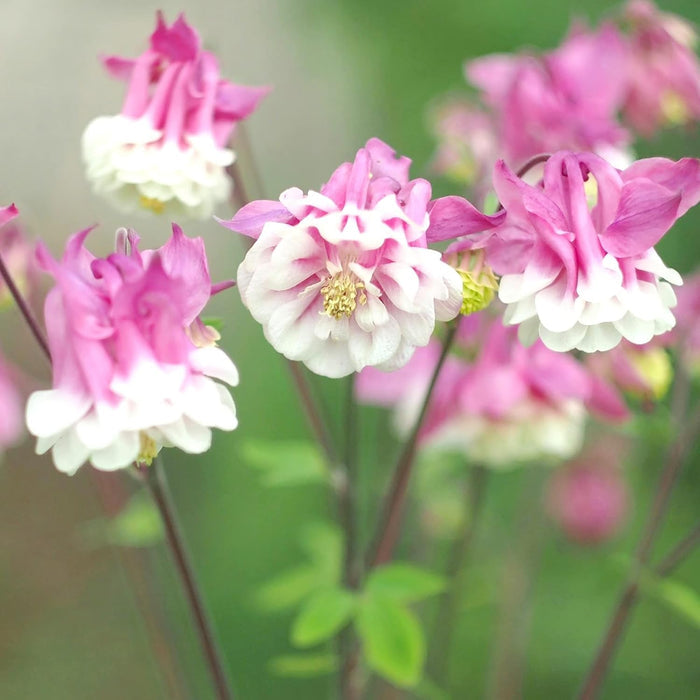 Pink White Petticoat Flower seeds for Planting - Garden Favorite, Heirloom & GMO Free Seeds for Home Garden
 
 Sale for planting in home garden