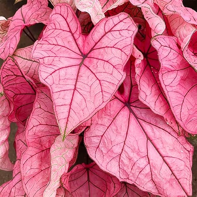 Caladium Seeds for Planting – Heirloom & Non-GMO Ornamental Foliage Plant Seeds