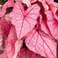Caladium Seeds for Planting – Heirloom & Non-GMO Ornamental Foliage Plant Seeds