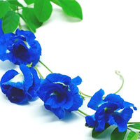 Kalimeris Seeds for Planting Kalimeris pinnatifida for flower beds and perennial gardens