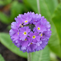 Primula Primula spp Seeds for Planting in Flower Bed and Garden Border