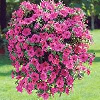 Rose of Heaven Seeds for Beautiful, Fragrant Flowers