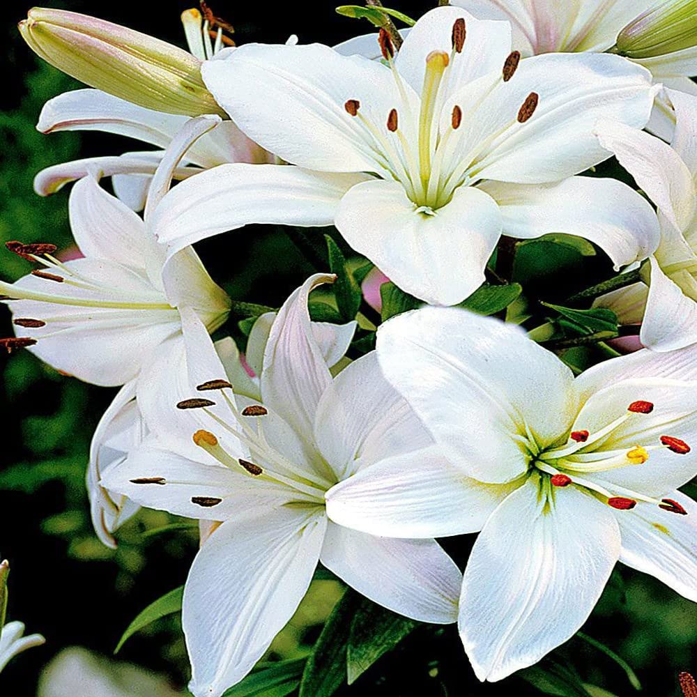 Perfume Lily Flower Seeds For Planting And Gardening