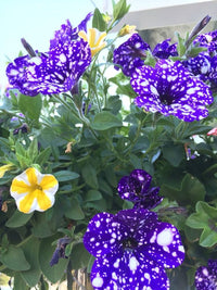 Petunia Petunia spp. Seeds for Planting - Perfect for Flower Bed & Urban Garden