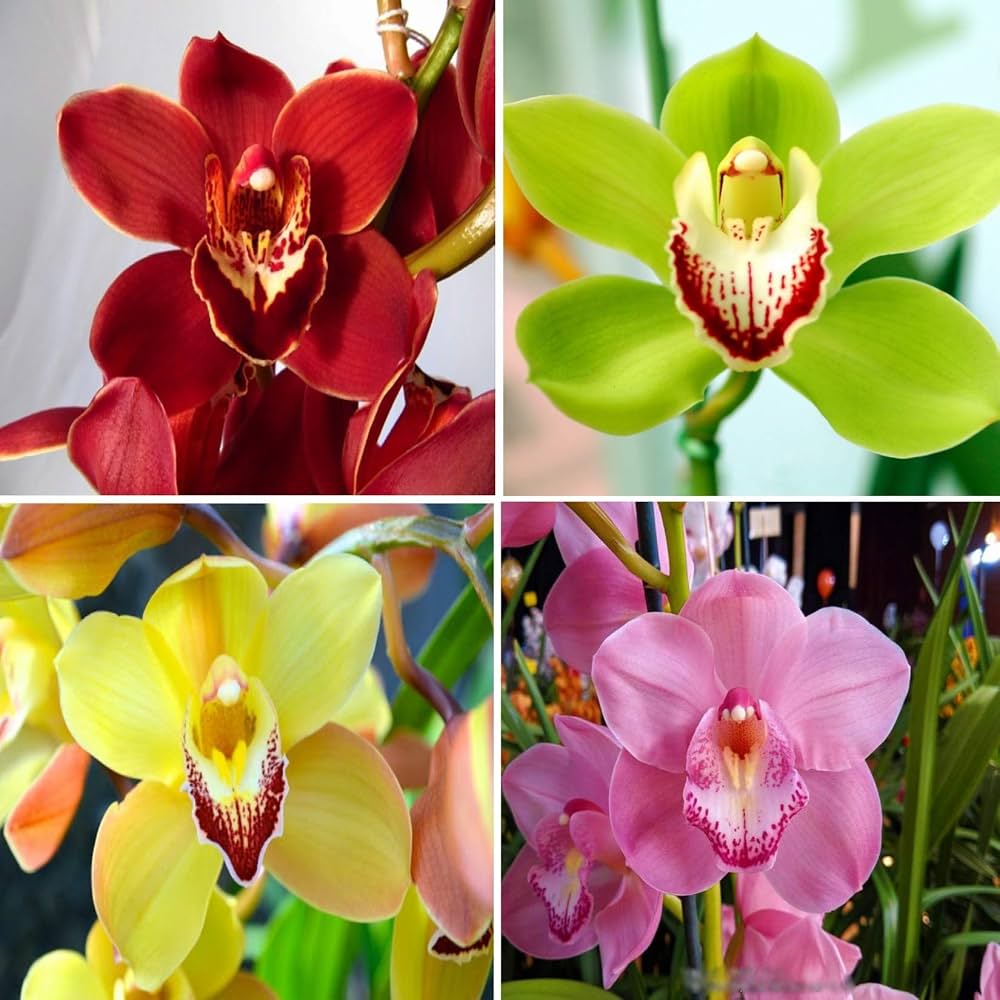 Cymbidium plants with colorful seasonal flowers
