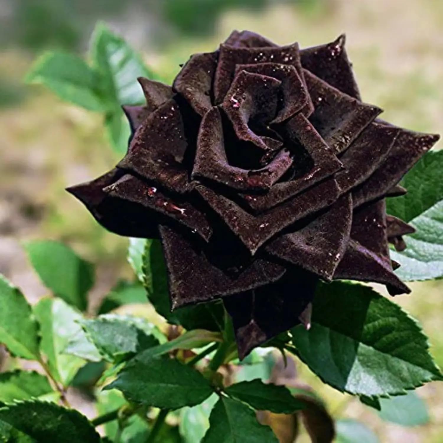 Black Dragon Rose Flower seeds for Planting Bright Blooms Heirloom & GMO Free Seeds for Home Garden 
 
 Sale