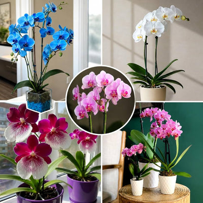 100 Pcs