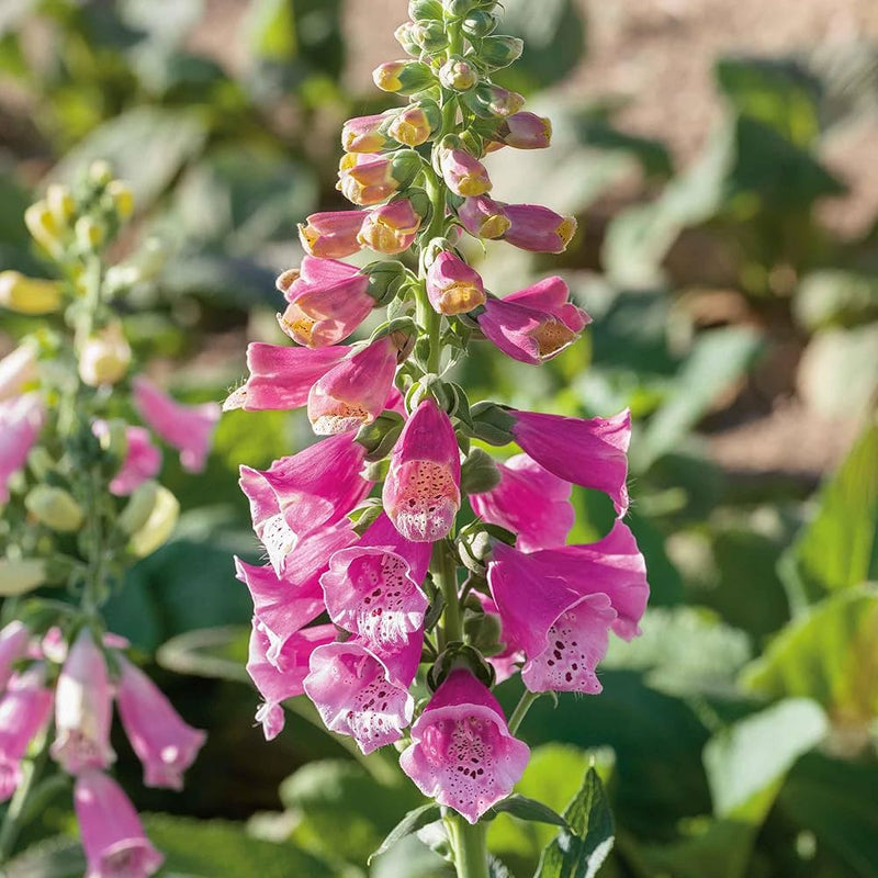 Tall foxglove flowers growing in a colorful garden border