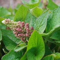 Good King Henry plants with lush green foliage growing in a garden bed.