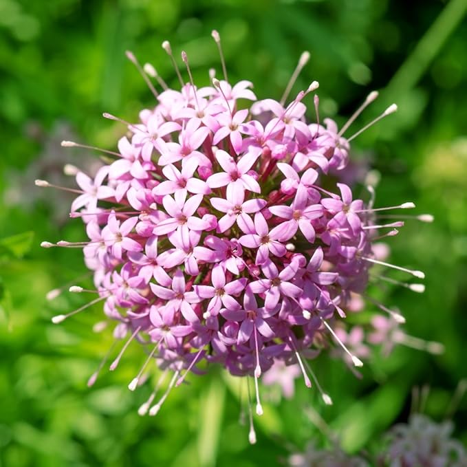 Pink Crossworts Flower seeds for Planting Low Maintenance Heirloom & GMO Free Seeds for Home Garden
 
 Sale seeds for home garden planting