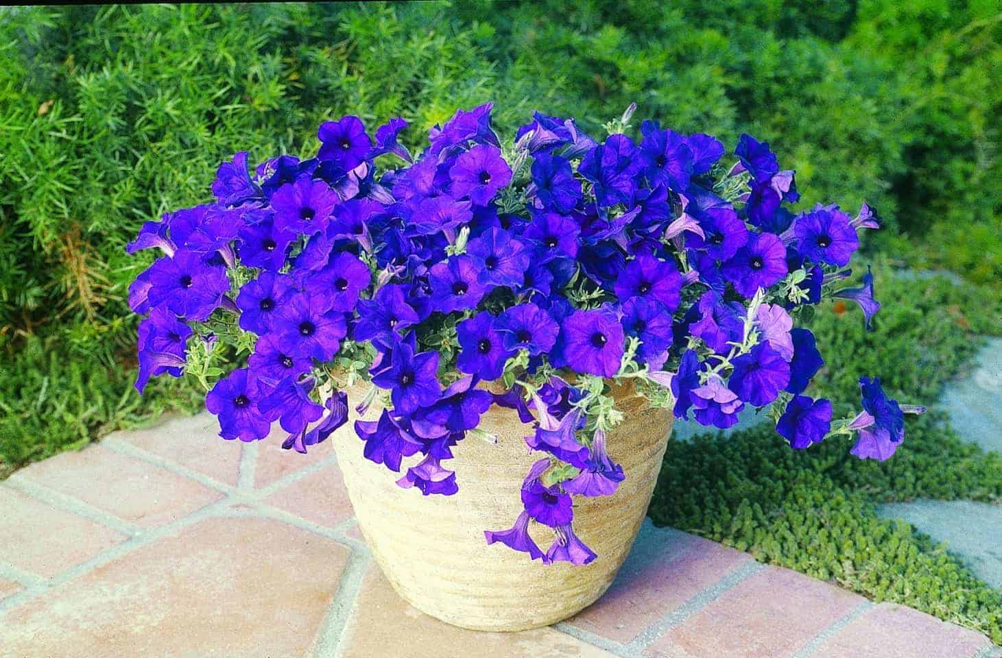 Pelletized Logro Floribunda Blue Petunia Seeds for Vibrant Garden Blooms
