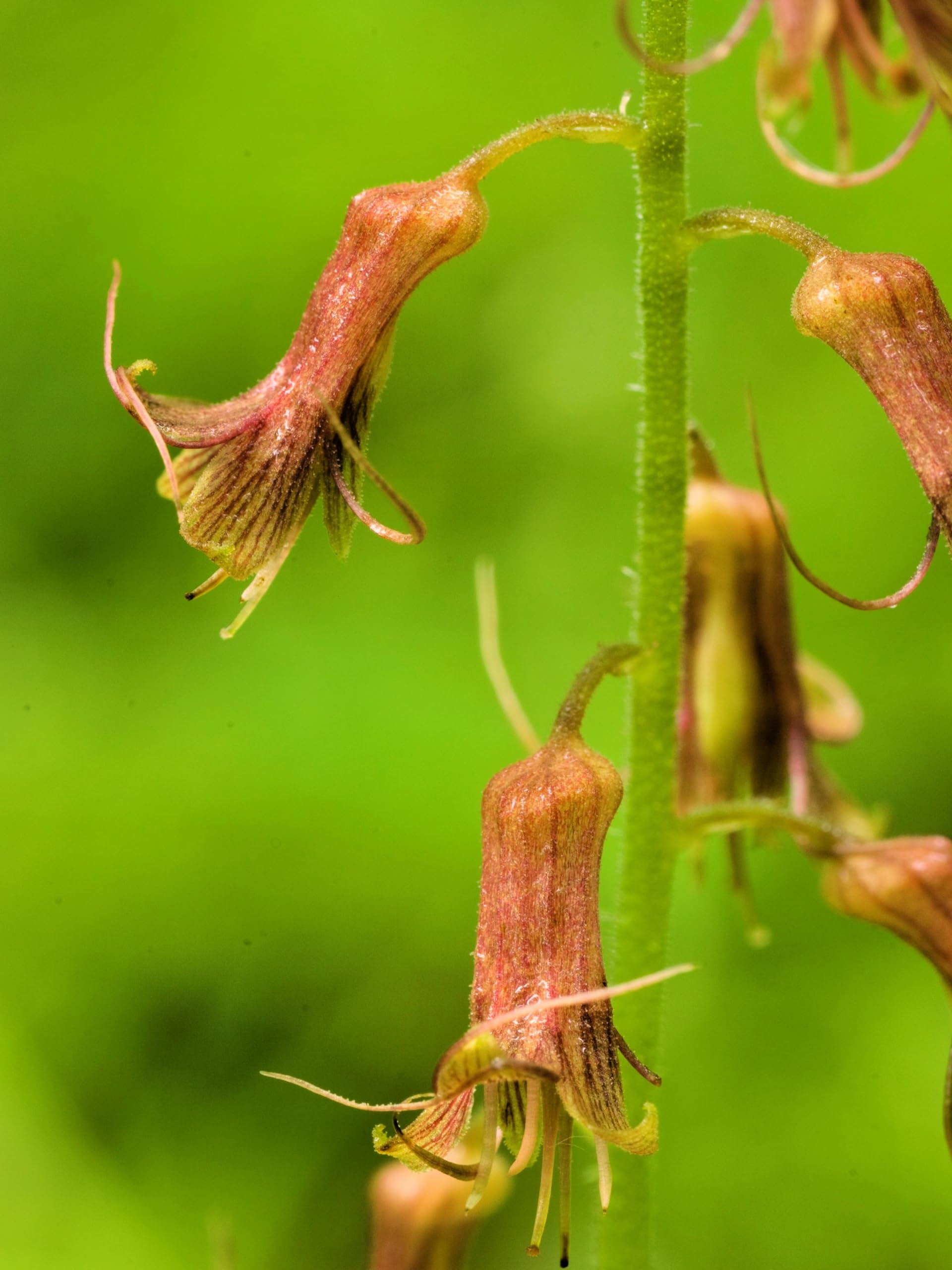 Mothers Menziesii Flower seeds for Planting - Cut Flower Favorite, Heirloom & GMO Free Seeds for Home Garden