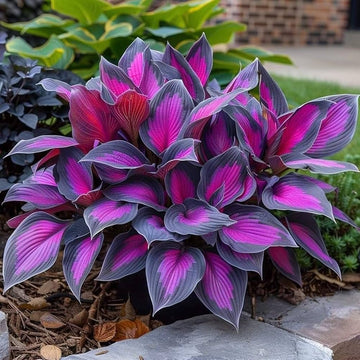Black Purple Hosta plants with dark ornamental foliage growing in a shaded garden.
