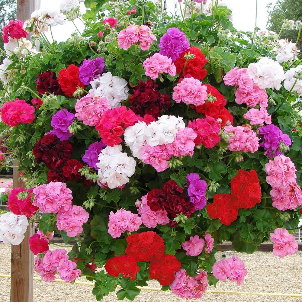 Ivy Geranium Flower seeds for Planting - Perfect for Borders, Heirloom & GMO Free Seeds for Home Garden
 
 Sale seeds for planting in home garden
