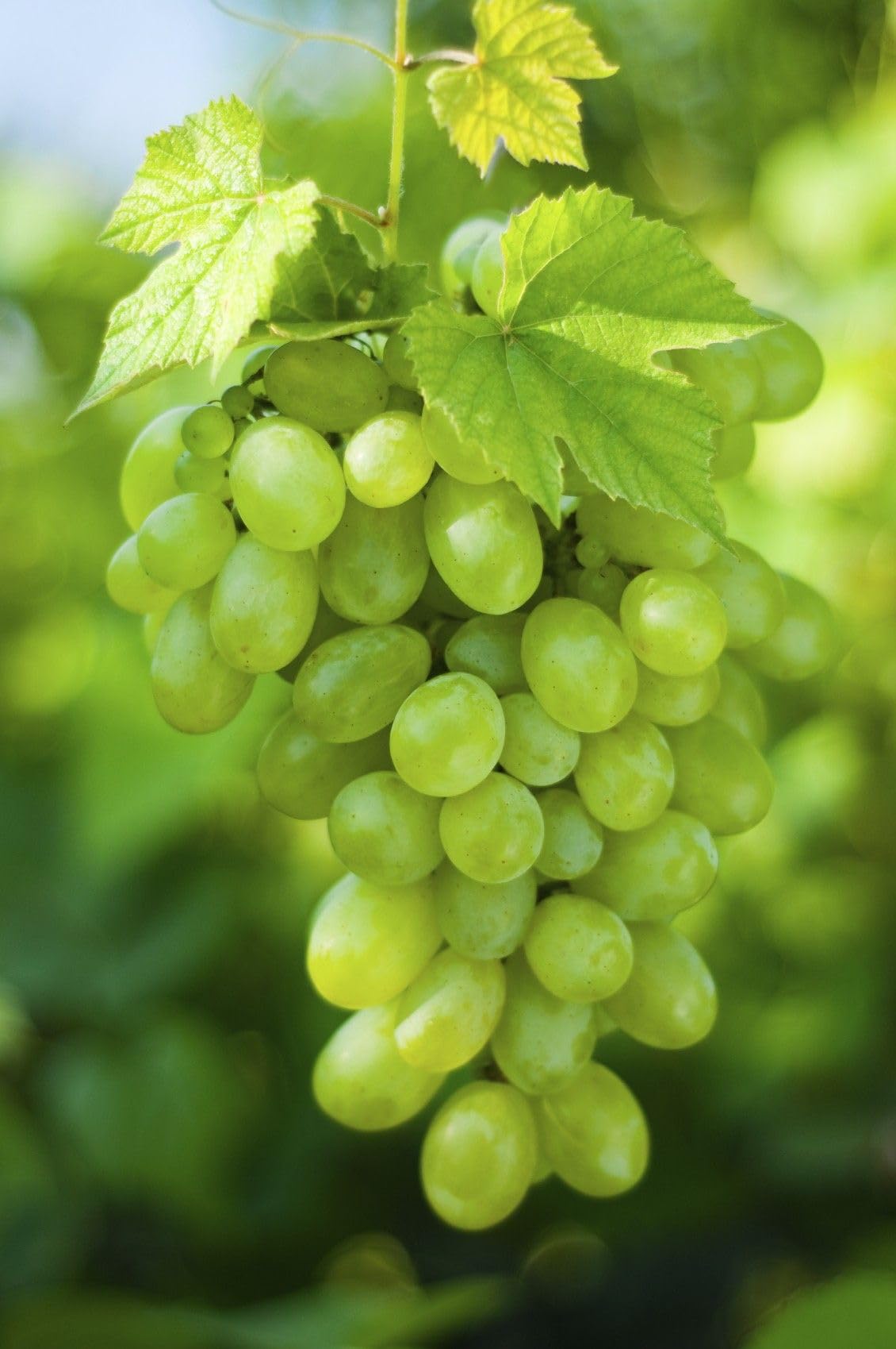 Green Dessert/Table Grape (Vitis vinifera) Fruit Vine Seeds