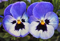 Joker Light Blue Pansy Seeds for Planting Flower Pots Cool Climates