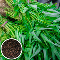 Premium Water Spinach Seeds Leafy Vegetable for Home Garden Planting