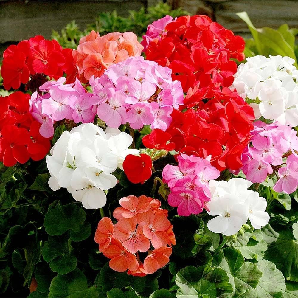 Mix Geranium flower seeds for planting with colorful perennial blooms