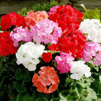 Mix Geranium flower seeds for planting with colorful perennial blooms