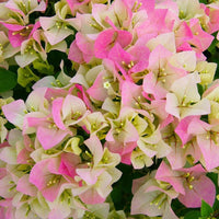 Pink White Bougainvillea Flower Seeds for Planting  Brighten Your Garden