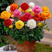 Ranunculus Flower seeds for Planting Premium Quality Heirloom & GMO Free Seeds for Home Garden