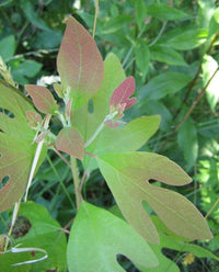 Green Sassafras tree with lush foliage growing in an outdoor landscape.
