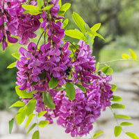 Pink Locust Tree Seeds for Easy Planting
