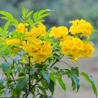 Tecoma Flower seeds for Planting - Long Bloom Season, Heirloom & GMO Free Seeds for Home Garden