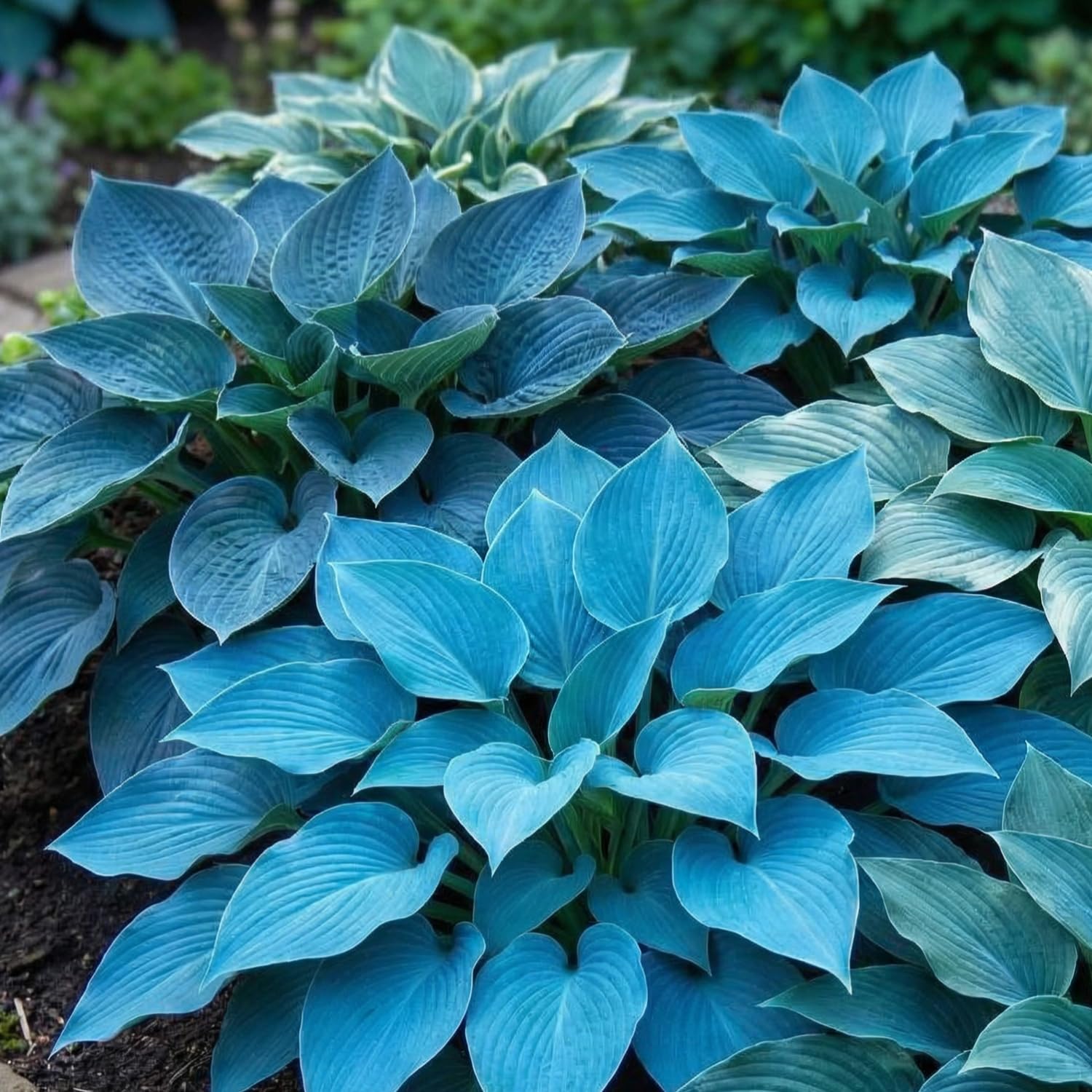 Blue Hosta ornamental plant growing in a landscape border with lush textured leaves.
