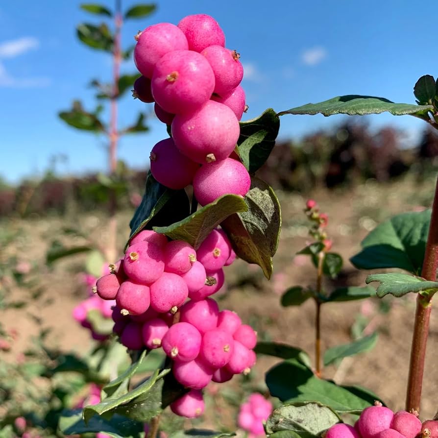 Coralberry Shrub Flower seeds for Planting, Seasonal Bloomer Heirloom & GMO Free Seeds for Home Garden