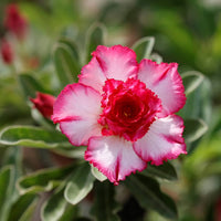 Pink and White Adenium Obesum Flower Seeds for Planting