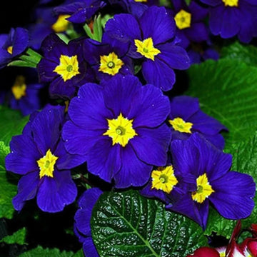Blue Yellow Primrose Flower seeds for Planting - Fragrant Blossoms, Heirloom & GMO Free Seeds for Home Garden