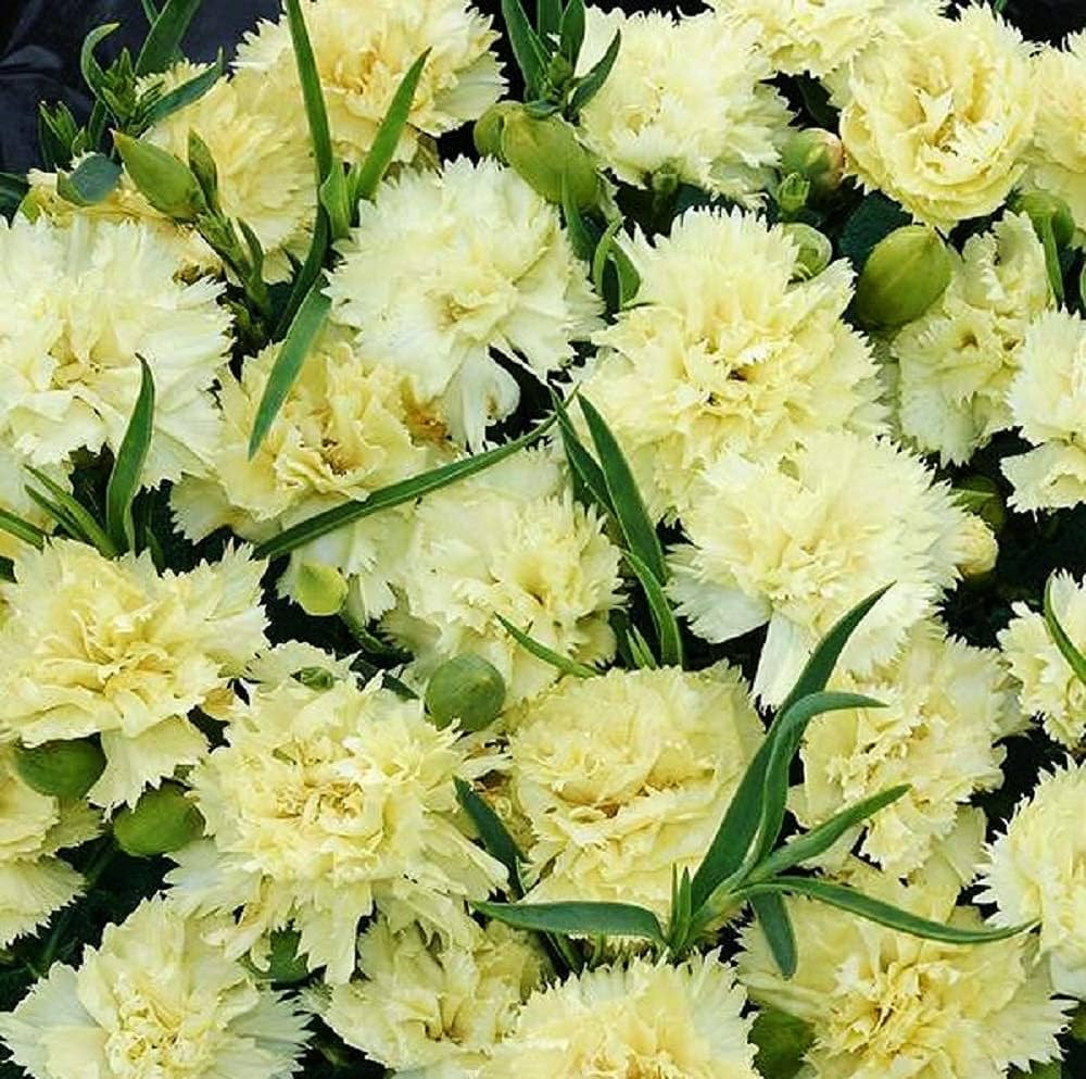 Cream Carnation Flower seeds for Planting Seasonal Bloomer Heirloom & GMO Free Seeds for Home Garden