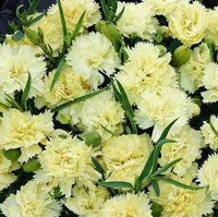 Cream Carnation Flower seeds for Planting Seasonal Bloomer Heirloom & GMO Free Seeds for Home Garden