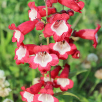 Red Penstemon Flower seeds for Planting - Long Bloom Season, Heirloom & GMO Free Seeds for Home Garden
